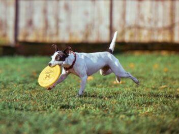 4 races de chien idéales pour jouer au Frisbee
