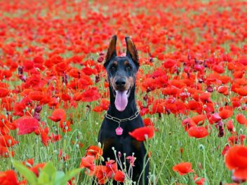 5 races de chien qui font fuir les intrus