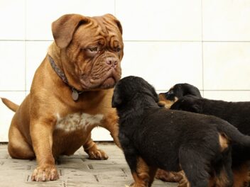 4 races de chien qui ont une mauvaise image