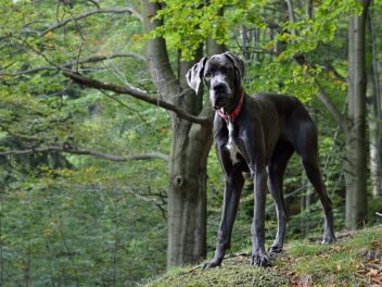 5 races de chien qui sont des maxi gabarits