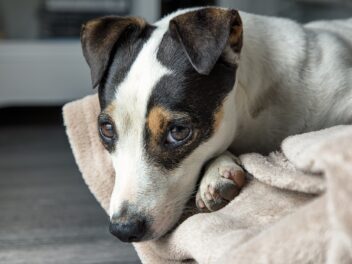 Découvrez les races de chien qui ne vont pas se sauver de la maison