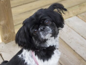 5 races de chien qui sont les moins câlines