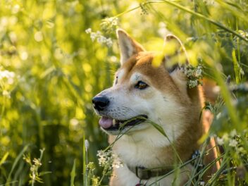 5 races de chien qui sont les moins démonstratives