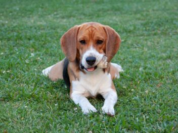 5 races de chien qui sont les plus pacifiques