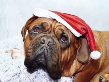 4 races de chien qui sont les plus pantouflardes