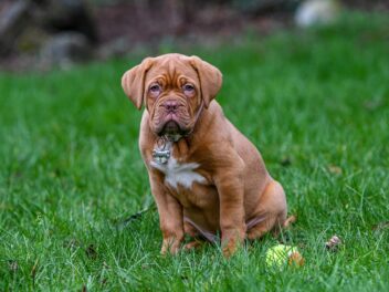 4 races de chien que vous n’oserez pas approcher