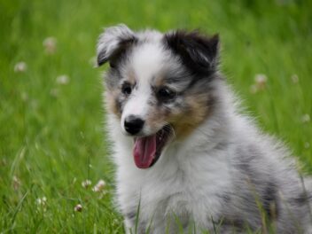 4 races de chien qui ne feraient pas de mal à une mouche