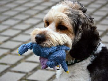 4 races de chien qui ne pensent qu’à jouer et s&rsquo;amuser