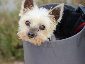 4 races de chien pour les personnes qui se sentent seules