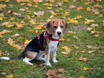 4 races de chien qui sont toujours en pleine forme