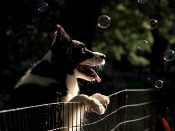 4 races de chien qui peuvent apprendre le plus de tours