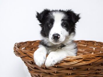 4 races de chien qui sont les plus patientes