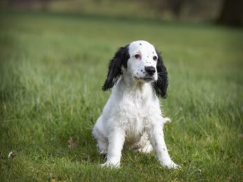 5 races de chien qui sont les plus prisées