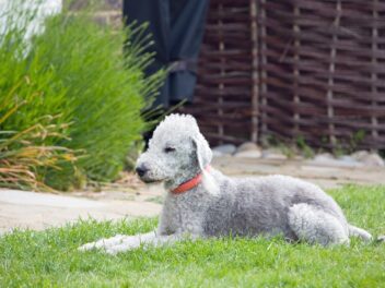 Voici les 7 races de chien qui sont les plus rarissimes