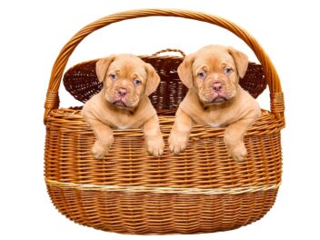 5 races de chien qui sont les plus relax