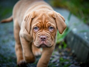 5 races de chien qui sont les plus sereines