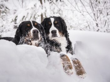 4 races de chien que vous pourrez emmener au ski avec vous