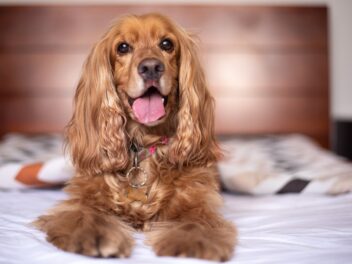 Les 9 races de chien qui tiennent le plus à leur maître