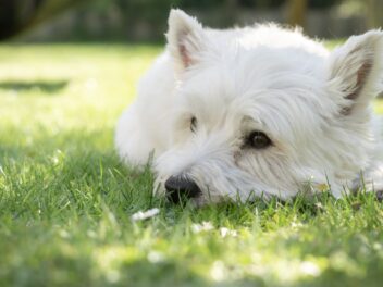 5 races de chien qui sont les plus inoffensives