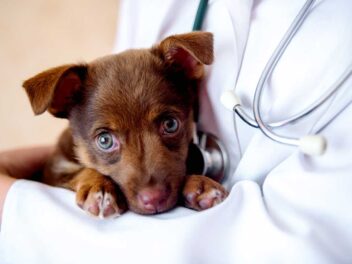 12 aliments très dangereux à ne surtout pas donner à votre chien