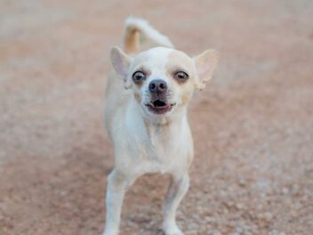 Comment apprendre à votre chien à aboyer sur commande ?