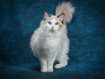 Voici les 8 races de chat qui sont les plus dépendantes