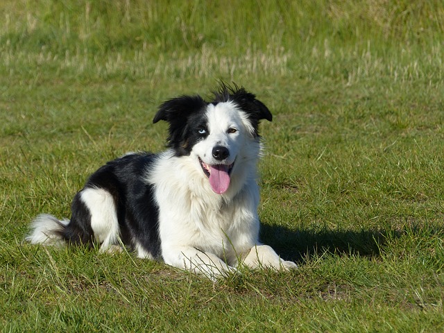 races chien adorent chat