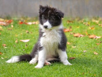 Voici les 9 races de chien qui sont les plus faciles à dresser