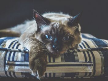 5 races de chat qui adorent le canapé