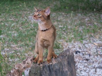 Voici les 9 races de chat qui sont les plus adroites