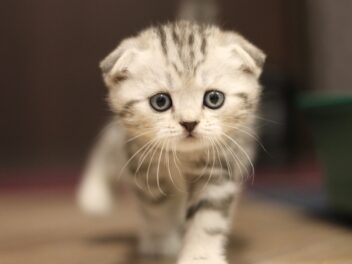 Les 9 races de chat qui sont appréciées de tous