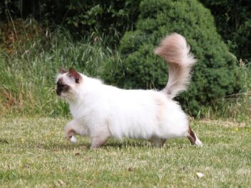 4 races de chat qui ont le plus beau pelage