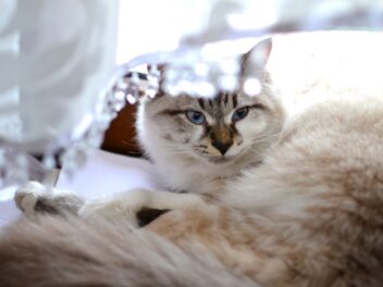 5 races de chat qui ont besoin de s’isoler