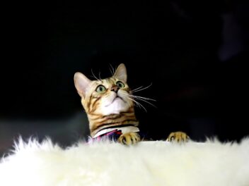 4 races de chat qui ont besoin de beaucoup de stimulation