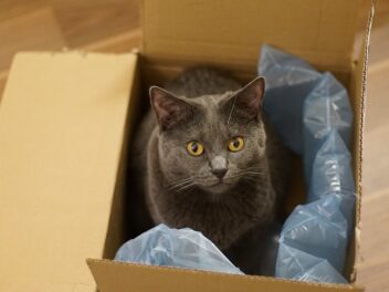 Voici les 8 races de chat qui sont bourrées de qualités