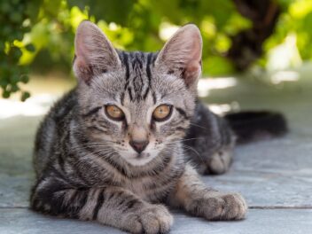 Les 9 races de chat qui ont un caractère peu commun