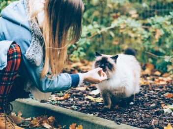 Les 9 races de chat qui sont les plus charmantes