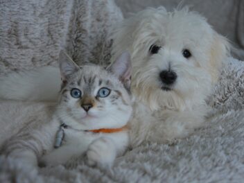 Voici 9 races de chien qui pourront bien cohabiter avec des chats
