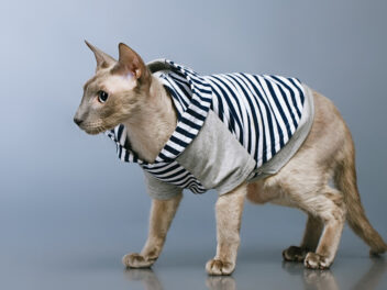 Les 9 races de chat qui craignent le froid