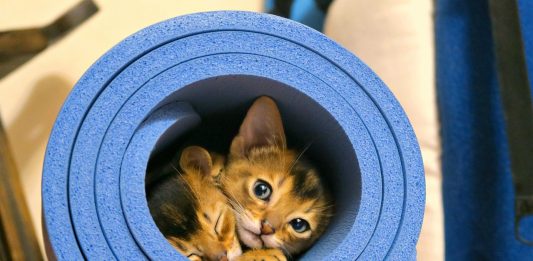 races de chat débarrasser des rongeurs