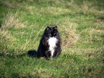 5 races de chat qui vont vous donner du fil à retordre