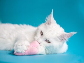 Les 8 races de chat qui sont les plus enthousiastes