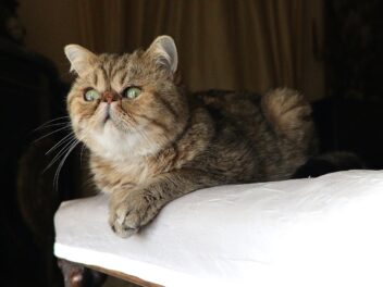 5 races de chat qui sont faciles à gérer