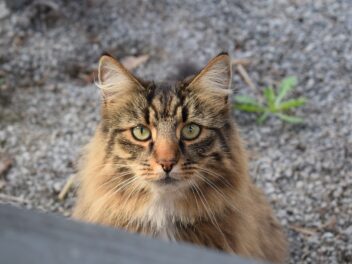 5 races de chat qui sont les plus intrépides