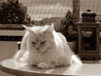 Les 9 races de chat qui seront là pour vous