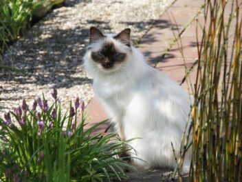 Voici les 9 races de chat qui sont les plus majestueuses