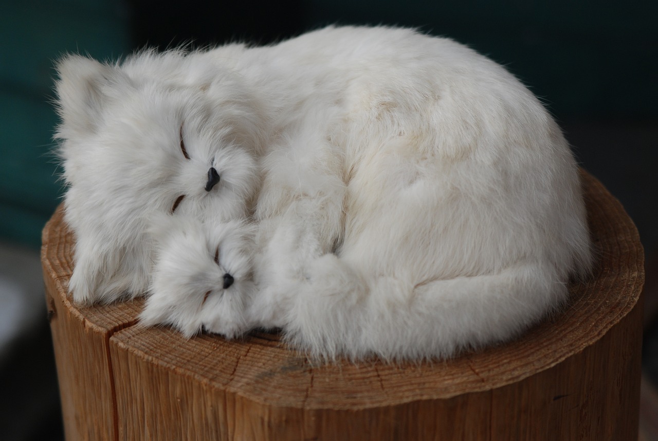 5 races de chat qui manquent d’énergie