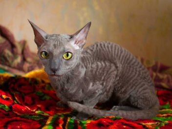 Les 9 races de chat qui sont des moulins à paroles