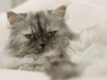 4 races de chat qui n’ont pas l’air amicales