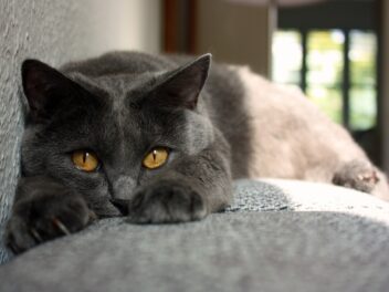 5 races de chat qui ne sont pas attirées par l’extérieur